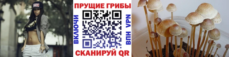 Галлюциногенные грибы прущие грибы закладка Сосновоборск